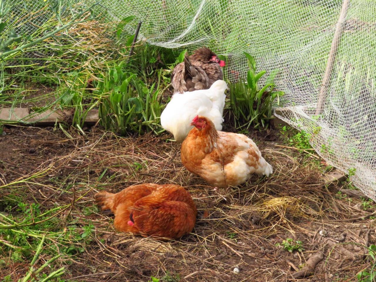 Hotel Omarama Oasis - Permaculture Glamping Pohara Zewnętrze zdjęcie